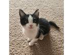 Adopt Abner a Domestic Medium Hair, Domestic Short Hair