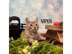 Adopt Viper a Domestic Short Hair