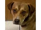 Adopt Mr. Fancypants a Mixed Breed