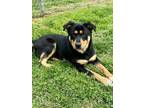 Poochie Rottweiler Adult Male