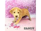 Sandy Boxer Female