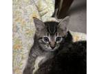 Adopt Chatterbox a Domestic Short Hair