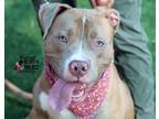 Adopt Walrus a Pit Bull Terrier, Mixed Breed