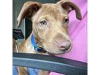 Adopt Ollie (C000-245) Costa Mesa Location **Available to meet and adopt on 5/25