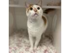 Adopt Strawberry Fig a Domestic Short Hair