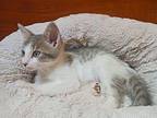 Paper Domestic Shorthair Kitten Female