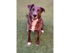 Sadie Mixed Breed (Small) Adult Female