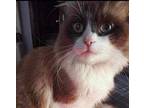 Charlie Ragdoll Ragdoll Young Male