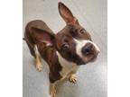 Adopt Garth a Pit Bull Terrier, Mixed Breed
