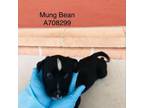 Adopt Mung Bean a Labrador Retriever