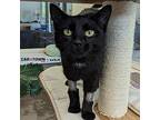 Ginny Domestic Shorthair Young Female