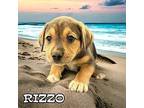 Rizzo Boxer Female