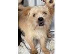 Adopt Harden a Mixed Breed