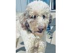Adopt Oodle a Poodle