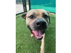 Adopt Porkchop 479-24 a Pit Bull Terrier, Mixed Breed