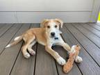 Adopt Costata Romanesco a Australian Cattle Dog / Blue Heeler