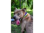 Adopt Gabe a Pit Bull Terrier, Mixed Breed