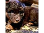 Native American Indian Dog Puppy for sale in Buffalo, NY, USA
