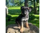 German Shepherd Dog Puppy for sale in Stockton, IL, USA