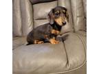 Dachshund Puppy for sale in Bristol, TN, USA