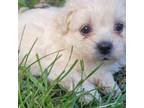 Zuchon Puppy for sale in Shawnee, KS, USA