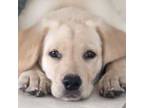 Labrador Retriever Puppy for sale in Saint Petersburg, FL, USA