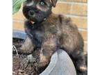Schnauzer (Miniature) Puppy for sale in Milwaukee, WI, USA
