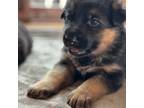 German Shepherd Dog Puppy for sale in Rapid City, MI, USA