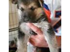 German Shepherd Dog Puppy for sale in Brighton, CO, USA
