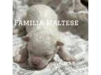 Maltese Puppy for sale in Prosper, TX, USA
