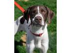 Adopt Zeus a German Shorthaired Pointer, Mixed Breed