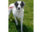 Adopt Kyle a Pointer, Mixed Breed