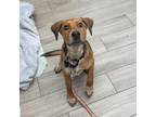 Adopt Stimpy a Redbone Coonhound