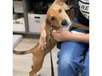 Adopt Ren a Redbone Coonhound
