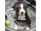 Adopt Moby a Bernese Mountain Dog