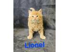 Adopt Lionel a Maine Coon