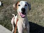 Adopt COLBY a Treeing Walker Coonhound