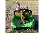 Adopt Jett (Hamish) a Patterdale Terrier / Fell Terrier