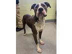 Adopt Hambone a Pit Bull Terrier, Mixed Breed