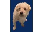 Adopt Pancho a West Highland White Terrier / Westie