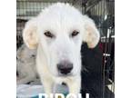 Adopt Birch A5606262 a Great Pyrenees, Mixed Breed