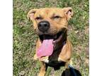 Adopt Frito a Pit Bull Terrier