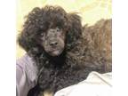 Adopt Hex a Poodle