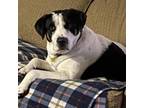 Adopt King a Pointer, Mixed Breed