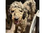 Adopt Popsicle a Standard Poodle