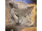 Adopt Thumper a Extra-Toes Cat / Hemingway Polydactyl