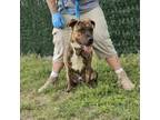 Adopt Chavo a Pit Bull Terrier