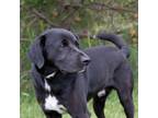 Adopt Blue a Black Labrador Retriever, Basset Hound