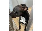 Adopt Disco a Pit Bull Terrier, Mixed Breed