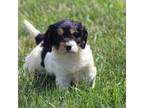 Mutt Puppy for sale in Washington, IN, USA